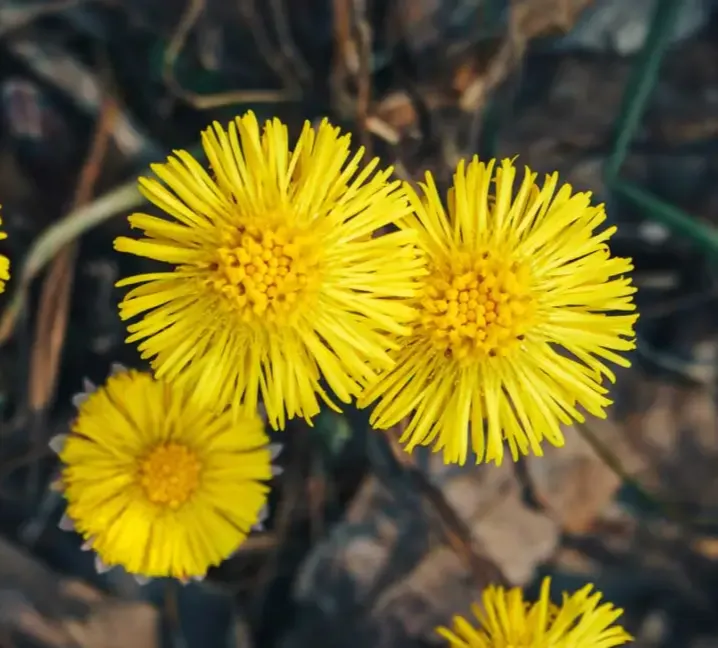 Coltsfoot Extract