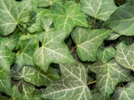 Ivy Extract